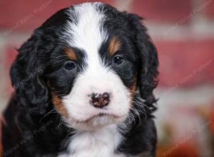 tri-colored male mini bernedoodle near Chicago Illinois