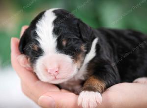 tri-colored male mini bernedoodle near Chicago Illinois