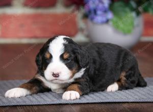 tri-colored male mini bernedoodle near Chicago Illinois