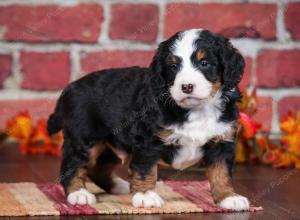 tri-colored male mini bernedoodle near Chicago Illinois