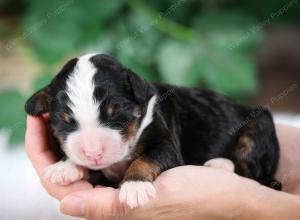 tri-colored male mini bernedoodle near Chicago Illinois