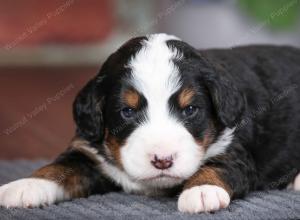 tri-colored male mini bernedoodle near Chicago Illinois