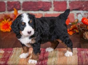 tri-colored male mini bernedoodle near Chicago Illinois