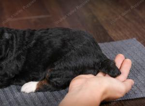 tri-colored male mini bernedoodle near Chicago Illinois