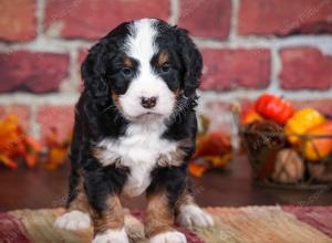 tri-colored male mini bernedoodle near Chicago Illinois