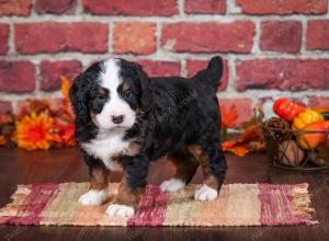 tri-colored male mini bernedoodle near Chicago Illinois