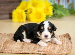 tri-colored male standard bernedoodle near Chicago Illinois