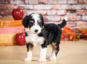 tri-colored male standard bernedoodle near Chicago Illinois