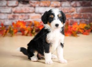 tri-colored male standard bernedoodle near Chicago Illinois