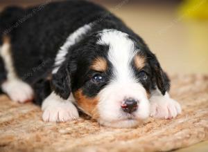 tri-colored male standard bernedoodle near Chicago Illinois