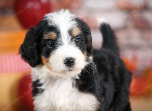 tri-colored male standard bernedoodle near Chicago Illinois