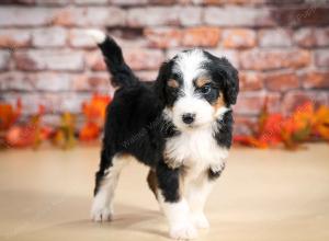 tri-colored male standard bernedoodle near Chicago Illinois