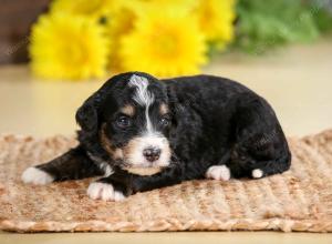 tri-colored male standard bernedoodle near Chicago Illinois