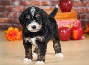 tri-colored male standard bernedoodle near Chicago Illinois