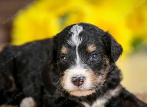 tri-colored male standard bernedoodle near Chicago Illinois