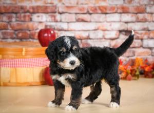 tri-colored male standard bernedoodle near Chicago Illinois