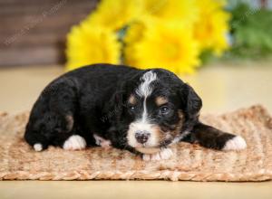 tri-colored male standard bernedoodle near Chicago Illinois