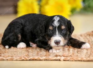 tri-colored male standard bernedoodle near Chicago Illinois