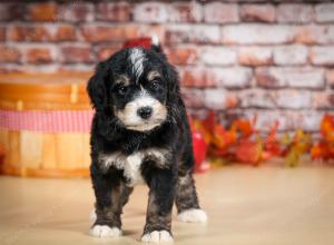 tri-colored male standard bernedoodle near Chicago Illinois