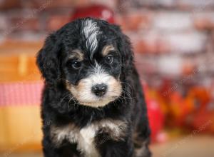 tri-colored male standard bernedoodle near Chicago Illinois