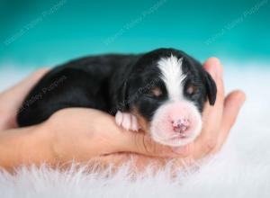 tri-colored female standard bernedoodle near Chicago Illinois