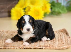 tri-colored female standard bernedoodle near Chicago Illinois