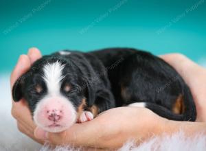 tri-colored female standard bernedoodle near Chicago Illinois