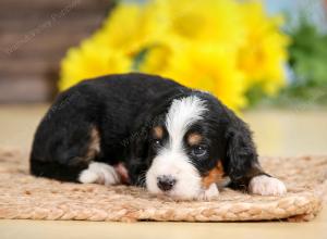 tri-colored female standard bernedoodle near Chicago Illinois