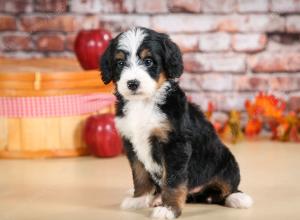 tri-colored female standard bernedoodle near Chicago Illinois