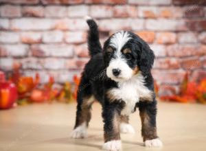 tri-colored female standard bernedoodle near Chicago Illinois