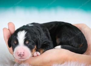 tri-colored female standard bernedoodle near Chicago Illinois