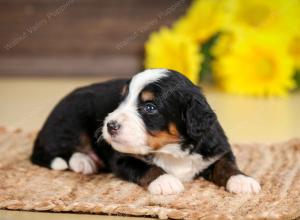 tri-colored female standard bernedoodle near Chicago Illinois