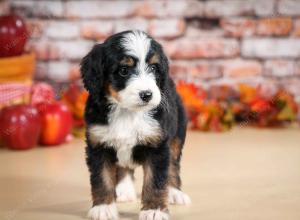 tri-colored female standard bernedoodle near Chicago Illinois