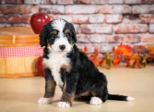 tri-colored female standard bernedoodle near Chicago Illinois