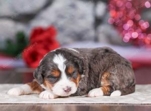 mini bernedoodle near Saint Louis MO