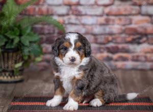 mini bernedoodle near Saint Louis MO