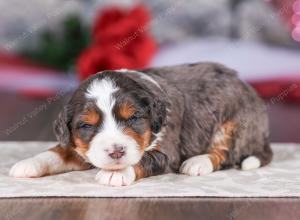 mini bernedoodle near Saint Louis MO