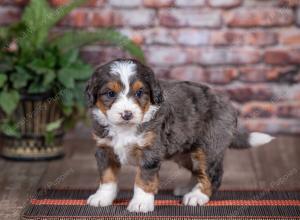 mini bernedoodle near Saint Louis MO