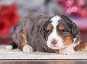 mini bernedoodle near Saint Louis MO