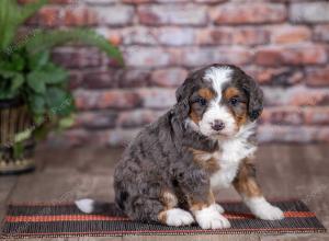 mini bernedoodle near Saint Louis MO