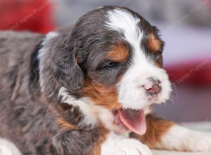 mini bernedoodle near Saint Louis MO