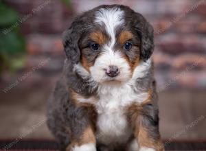 mini bernedoodle near Saint Louis MO