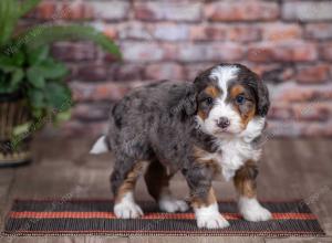 mini bernedoodle near Saint Louis MO