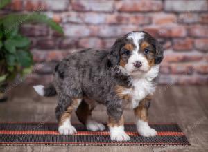 mini bernedoodle near Saint Louis MO