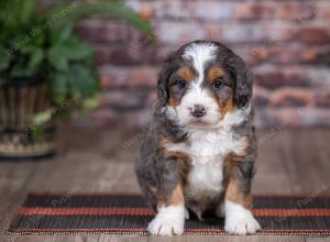 mini bernedoodle near Saint Louis MO