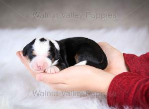 tri-colored mini bernedoodle baby puppy