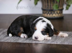 tri-colored mini bernedoodle baby puppy