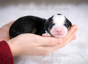 tri-colored mini bernedoodle baby puppy