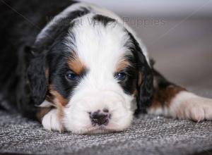 tri-colored mini bernedoodle baby puppy