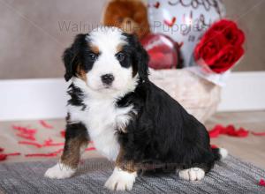 tri-colored mini bernedoodle baby puppy